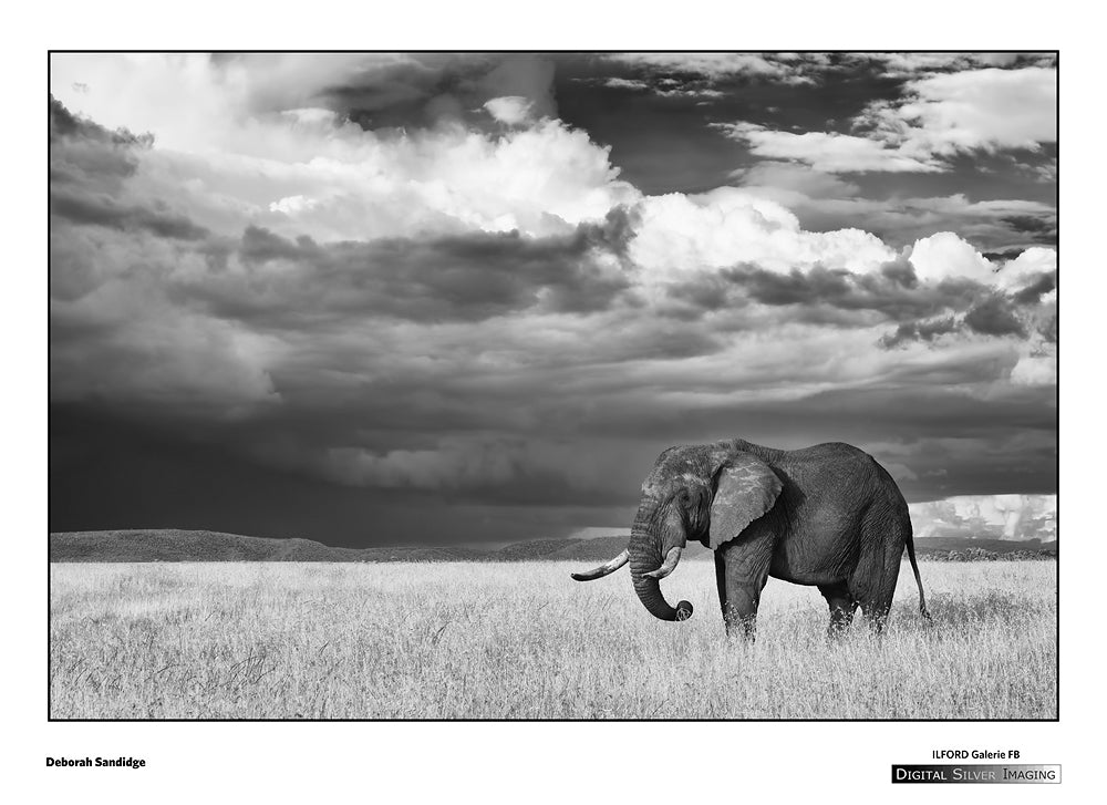 Digital Silver Imaging's Tips for B&W Printing