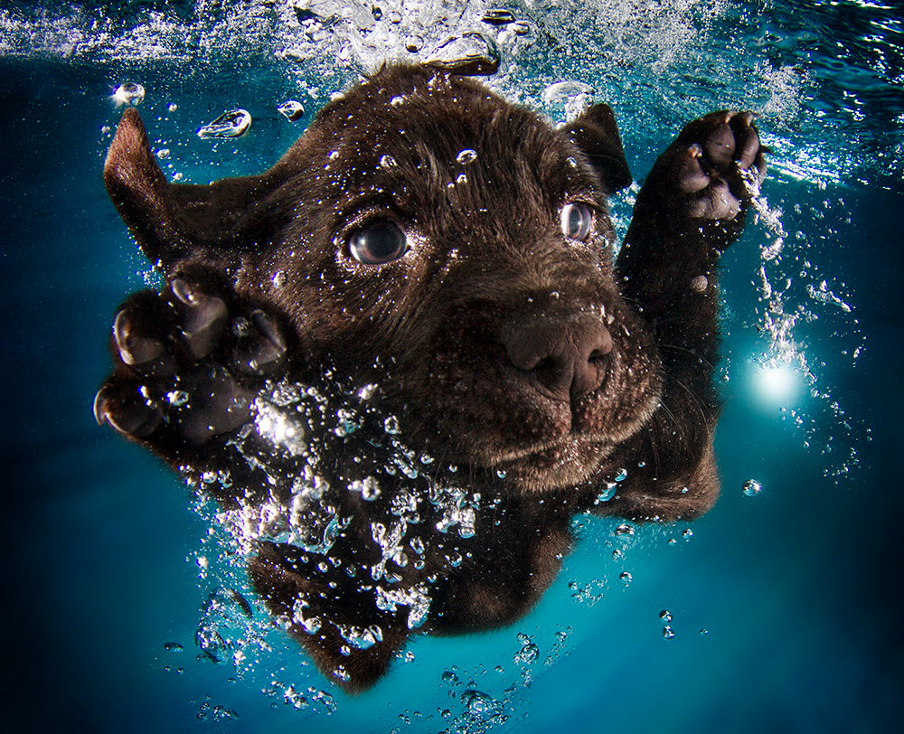 Underwater Puppies by Seth Casteel