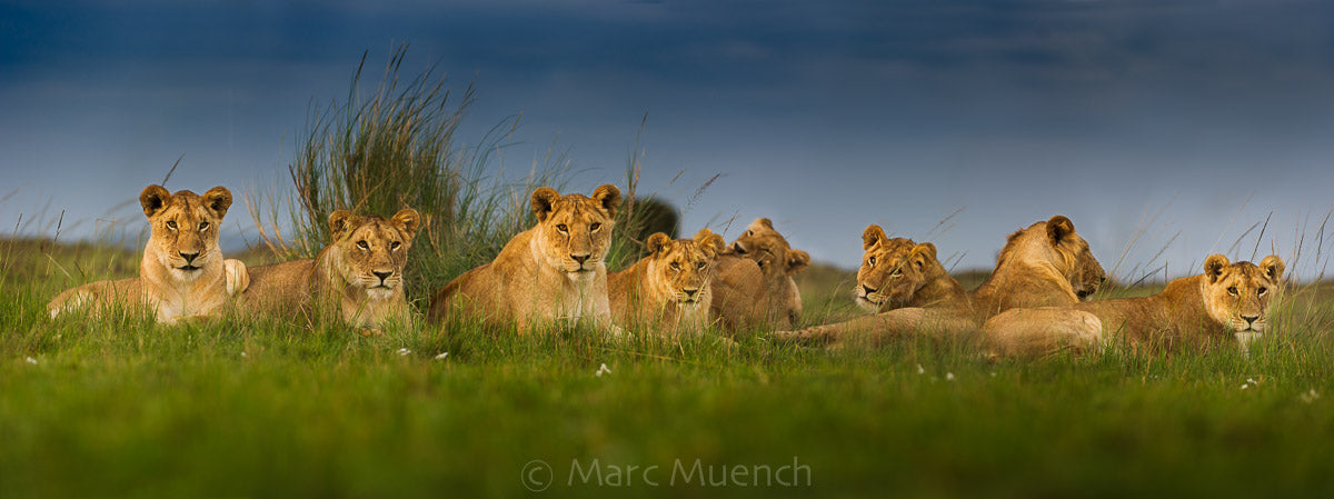 Get Down and Get Dirty: African Safari Photos with Marc Muench