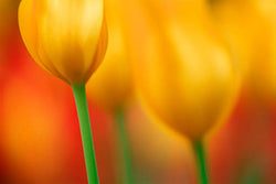 Tony Sweet on Photographing Flowers: Backlit Dew Drops