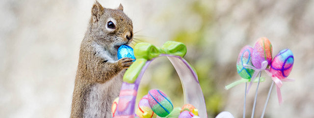 Spreading Smiles with Squirrel Photographs