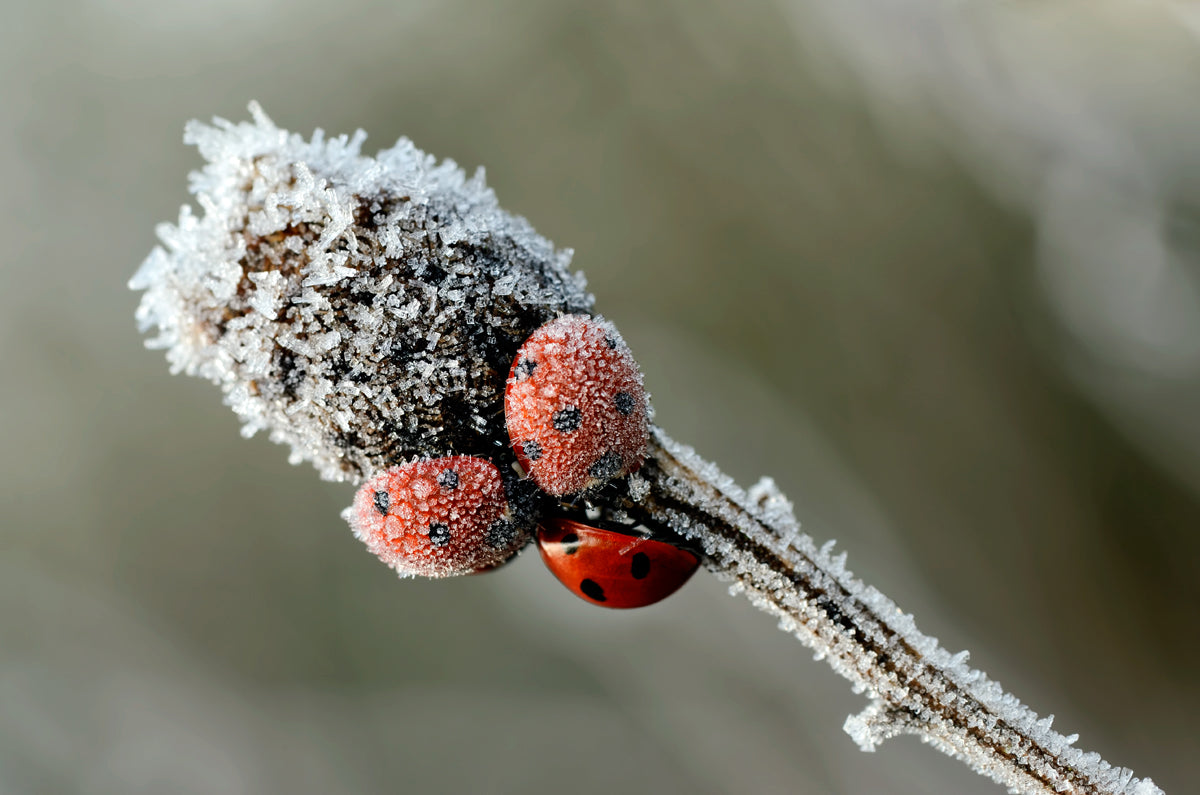 Focus on Photographers: Macro Photography with Mark Johnson