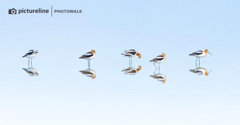 Bird Photography at Farmington Bay –May 3rd, 2025 (morning session)