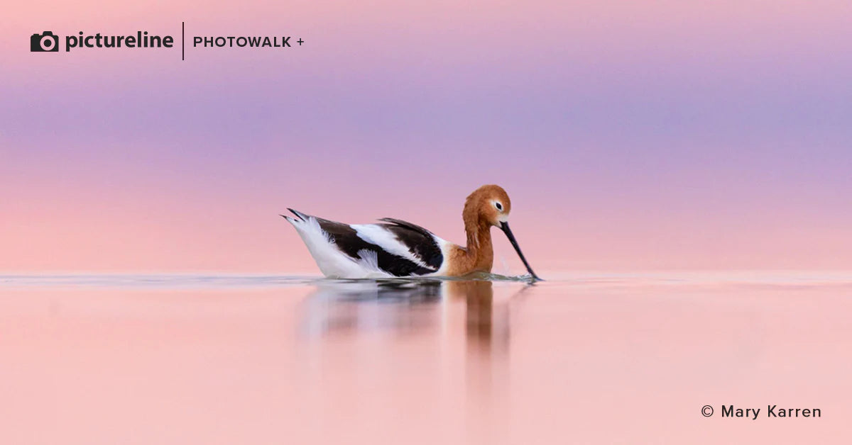 Bird Photography at Farmington Bay – May 3rd, 2025 (evening session)