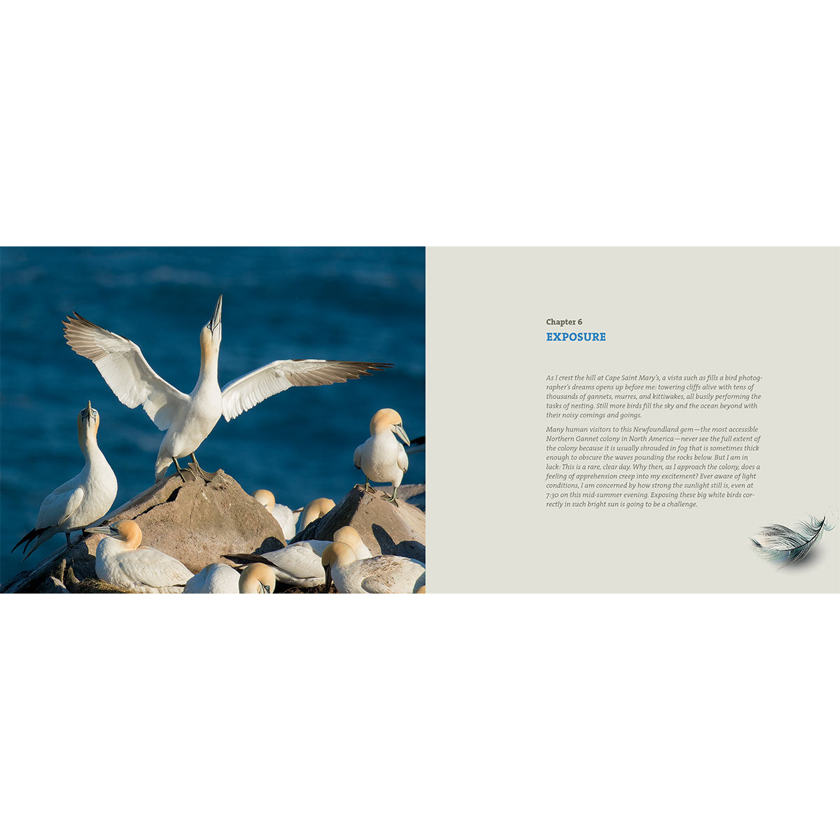 Mastering Bird Photography Book