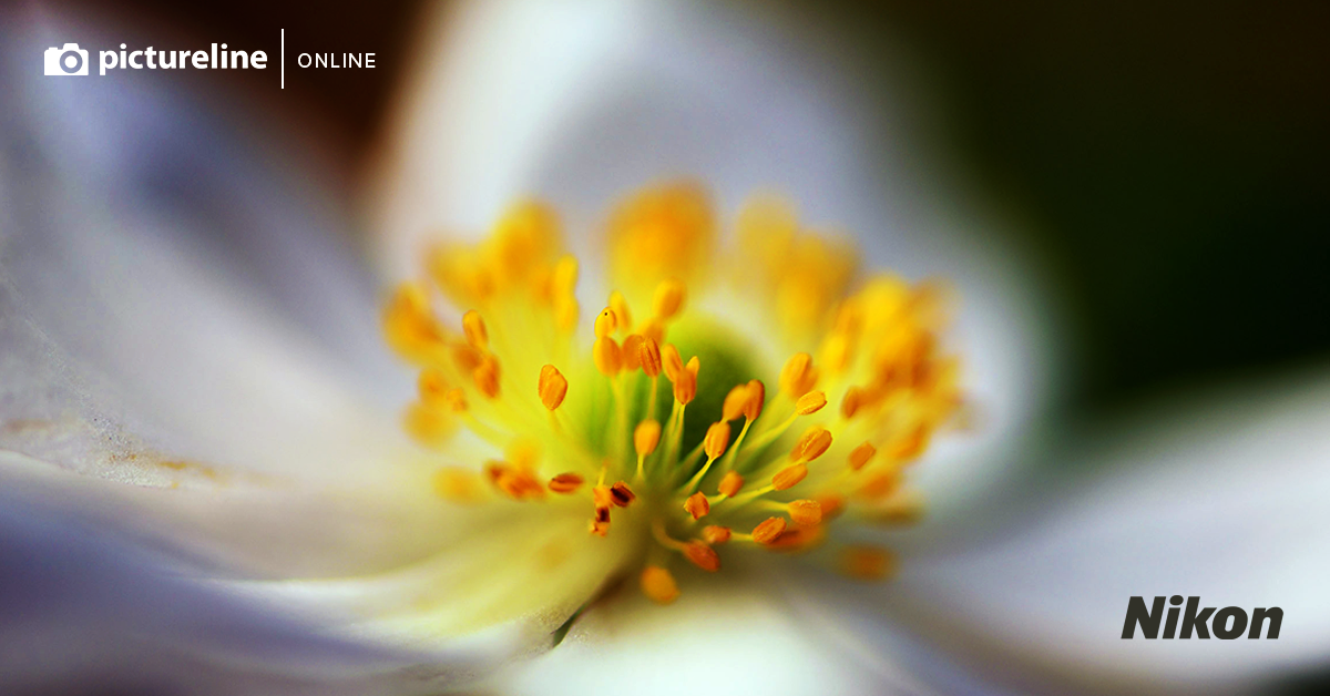 Backyard Macro Photography with Tony Krup and Andy Dunaway (Online, Wednesday April 29, 2020)