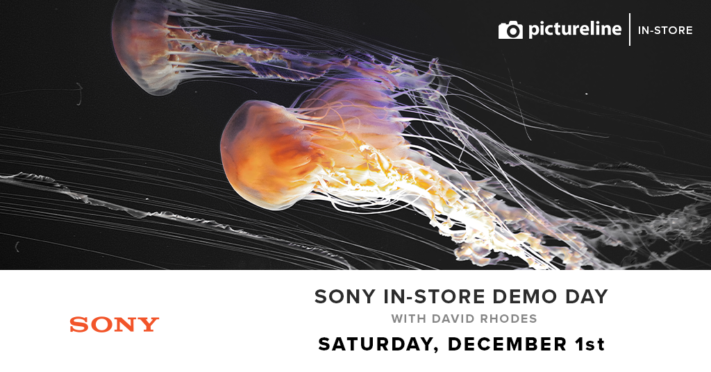 Sony Day with David Rhodes (December 1st, Saturday)