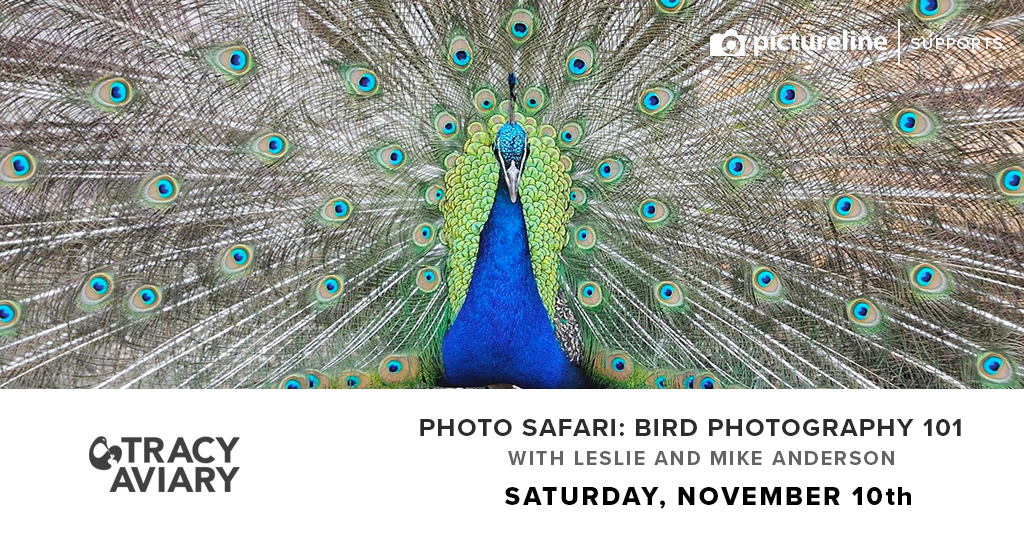 Photo Safari: Bird Photography 101 (November 10th, Saturday)